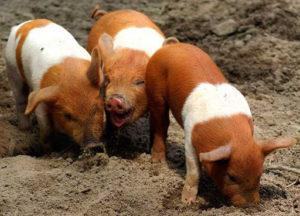 وصف وملامح الخنازير الدنماركية الاحتجاجية ، وتاريخ التربية