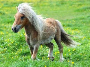 Description and characteristics of horses of the Falabella breed, features of the content