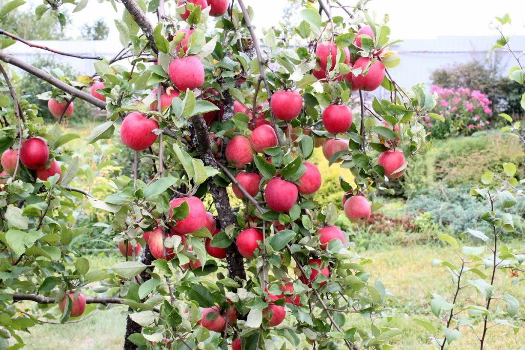 Apfelbaum Orlovskoe gestreift
