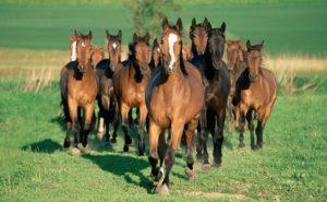 Hoe paarden correct te fokken, aanstaande uitgaven en mogelijke voordelen