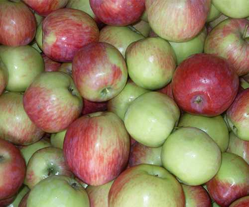 ripe apples