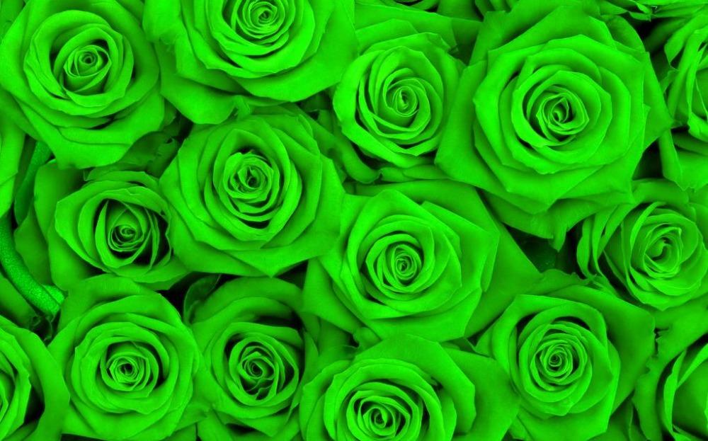 žalios rožės
