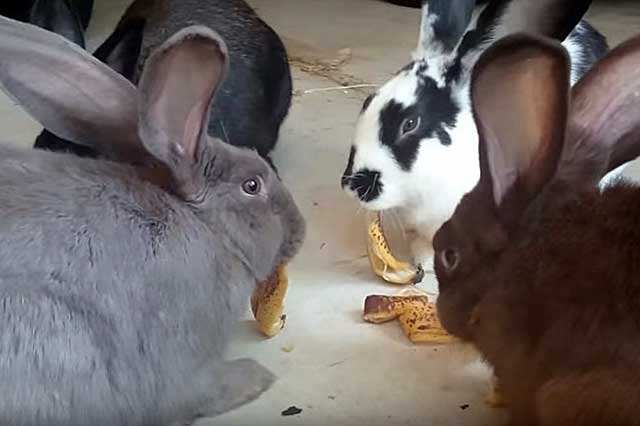 Kaninchen füttern
