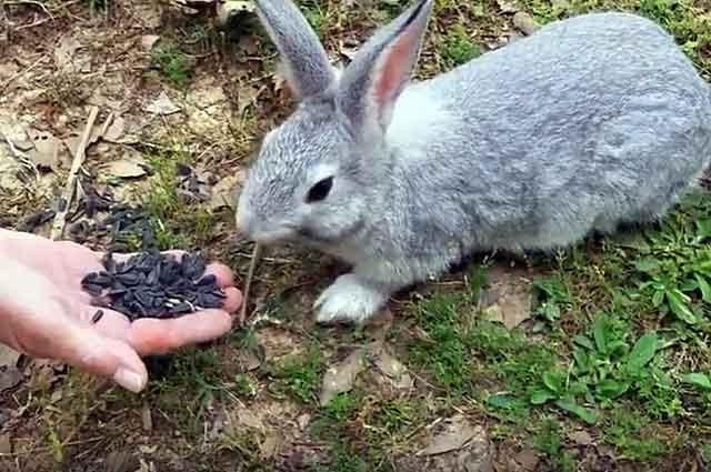 can rabbits have seeds