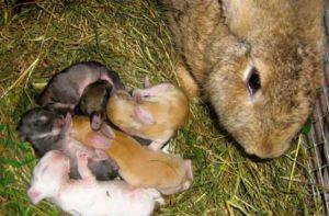 How many days after the birth can you start to happen the rabbit and technology
