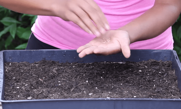 sowing eggplant