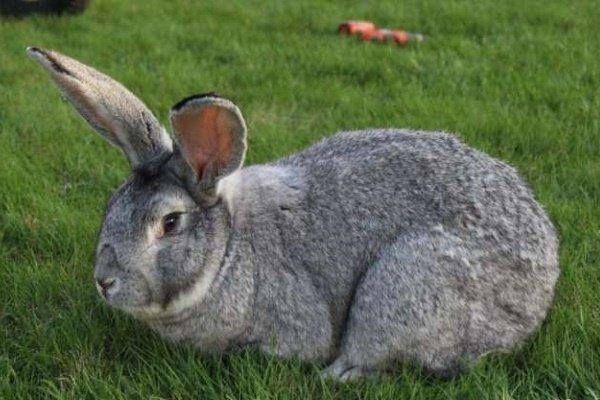 conejo gris gigante