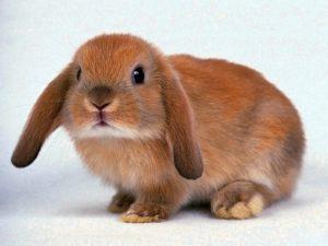 Stink dekorative kaniner derhjemme og årsagerne til lugten