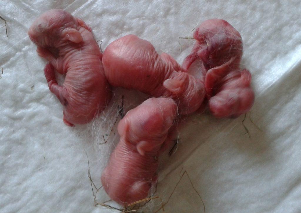 neugeborene Kaninchen