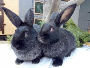 Descripció i característiques dels conills de la raça plata Poltava, cuidar-los