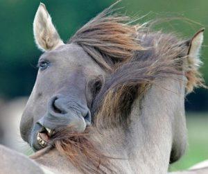 Ways of infection and symptoms of equine equine disease, treatment instructions