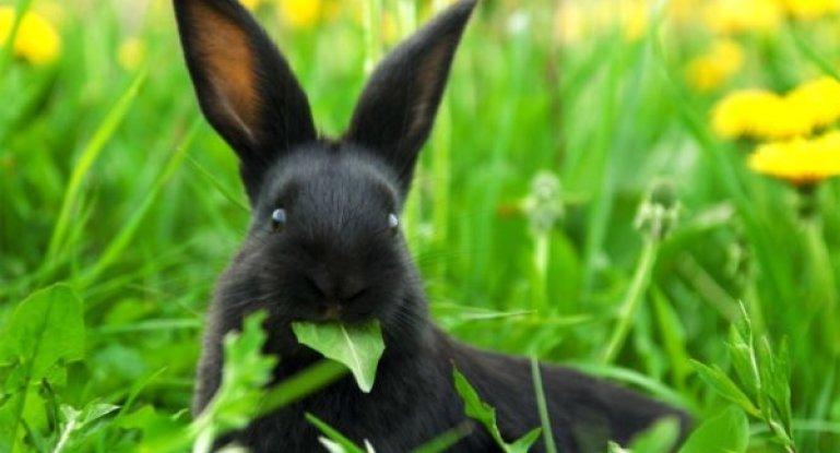 กระต่ายดำ
