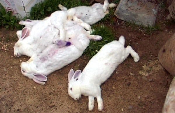 konijnen sterven