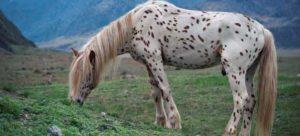 Beschrijving en rassen van chubar-paarden, geschiedenis van uiterlijk en kleurschakeringen