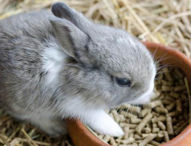 pinso compost per a conills