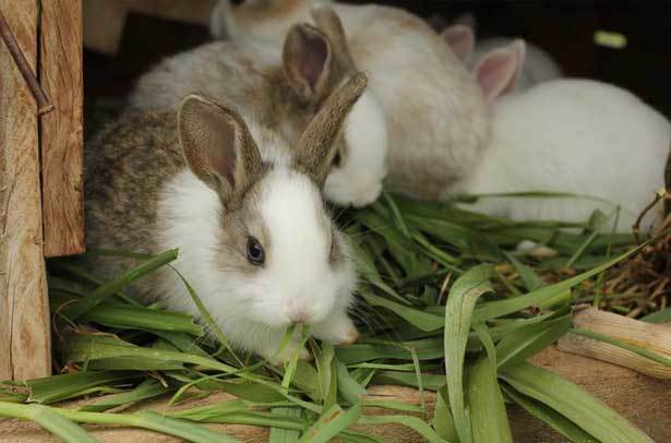 blat de moro per a conills
