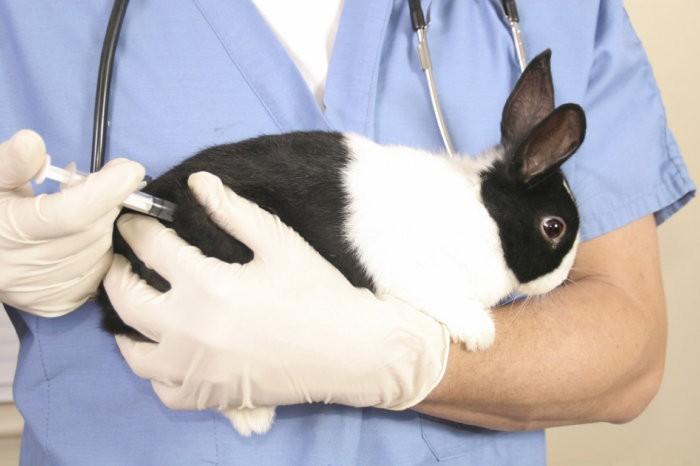 asociovaná vakcína pre králiky