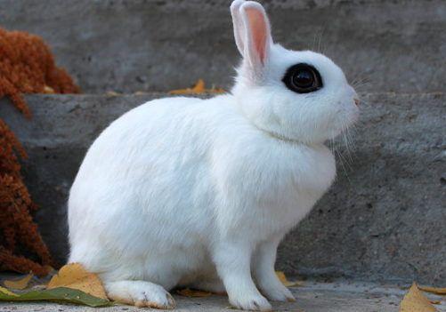 wit konijn