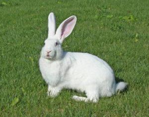 Description des lapins géants blancs, règles de garde et de croisement