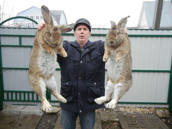 kaniner i hånden