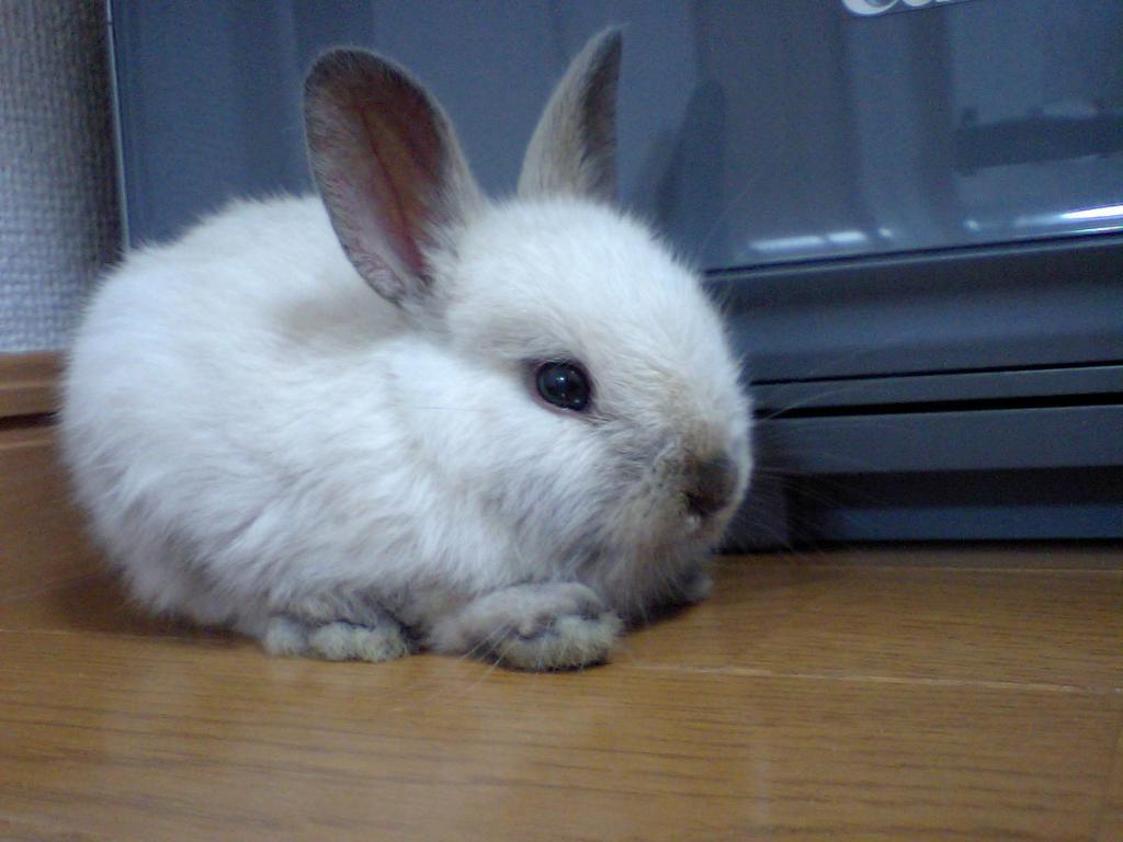 lille kanin