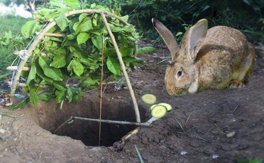 rabbit catch