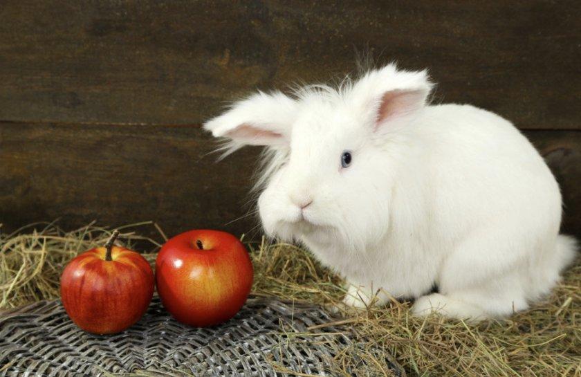 is it possible to give apples to rabbits