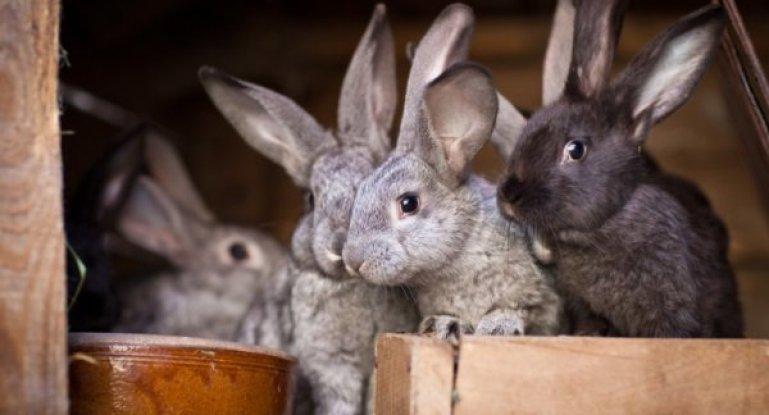 maraming mga rabbits