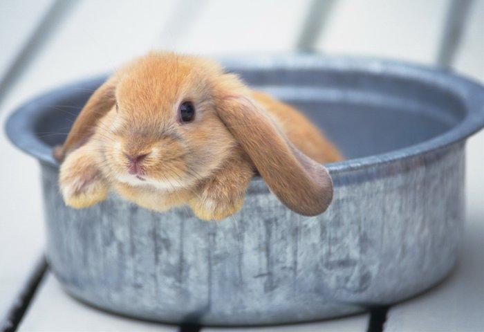 konijn in een kom