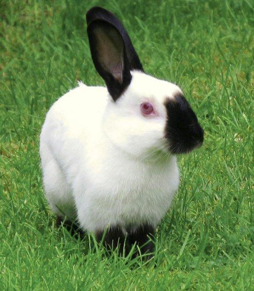 himálajský králík