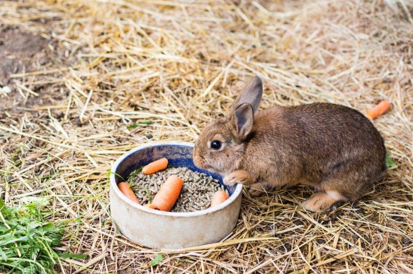 cho thỏ ăn