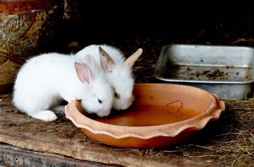 Kaninchen trinken