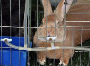 Jak můžete zalévat králíky v zimě, normy a požadavky na venkovní chov
