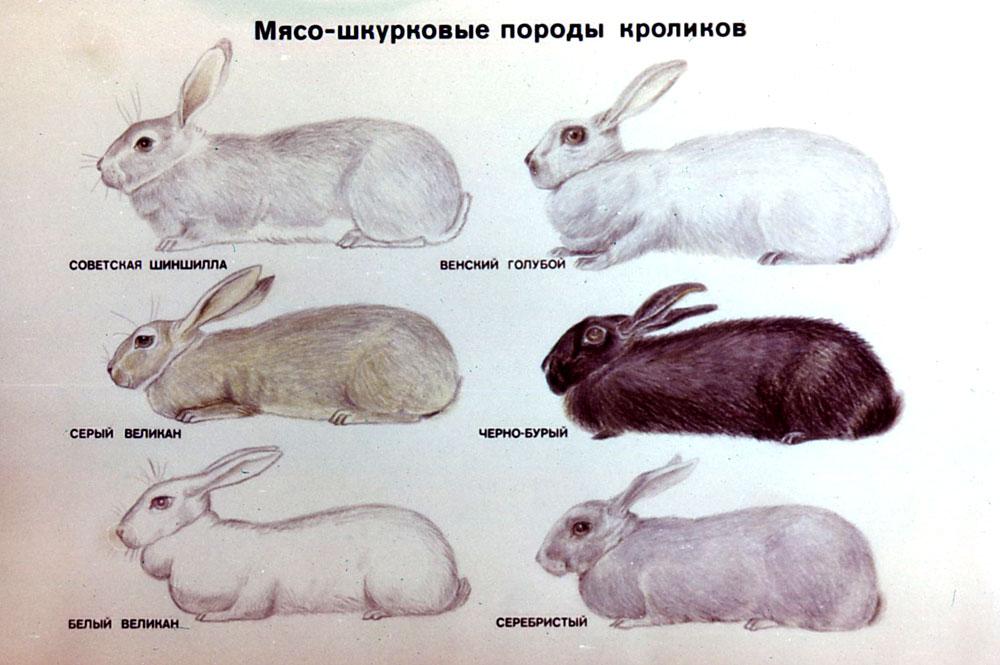 verschiedene Kaninchen