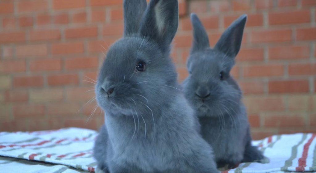 piccoli conigli