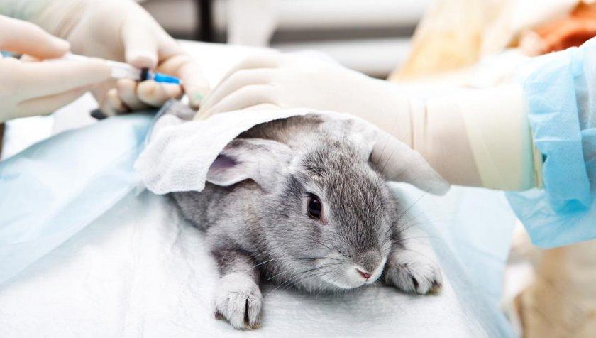 vacuna de conill
