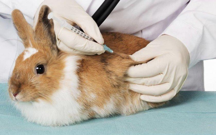 vaccinazione del coniglio