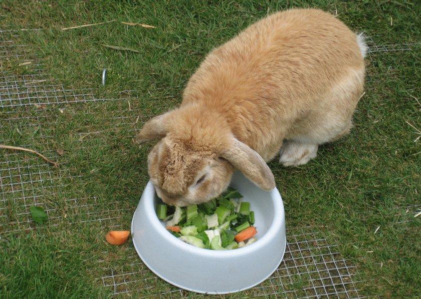 konijn eten