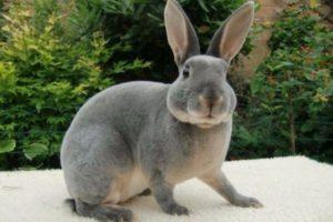 Descrizione e caratteristiche dei conigli Rex, regole di manutenzione