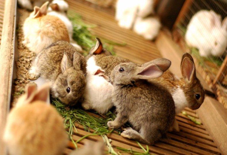 schöne Kaninchen