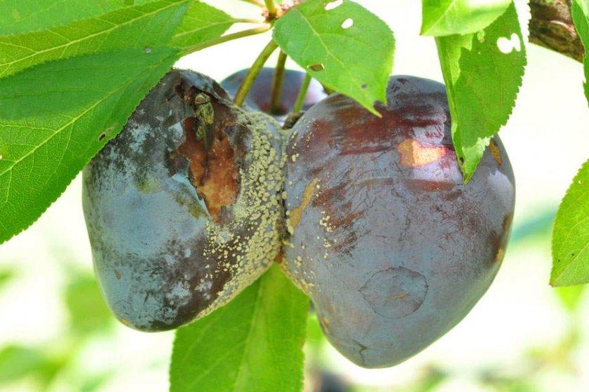 Monilióza z kôstkového ovocia (šedá hniloba)