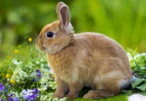 Description and nature of colored dwarf rabbits, content