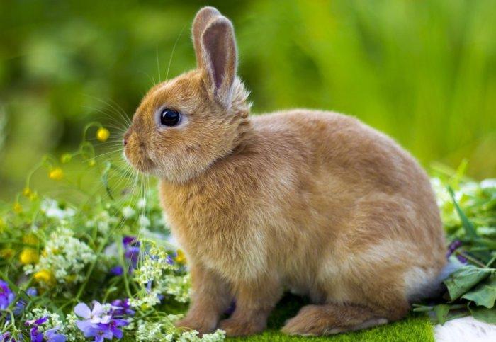 con thỏ nhỏ