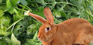 Er det muligt, og hvordan man korrekt giver persille og dild til kaniner, mulig skade