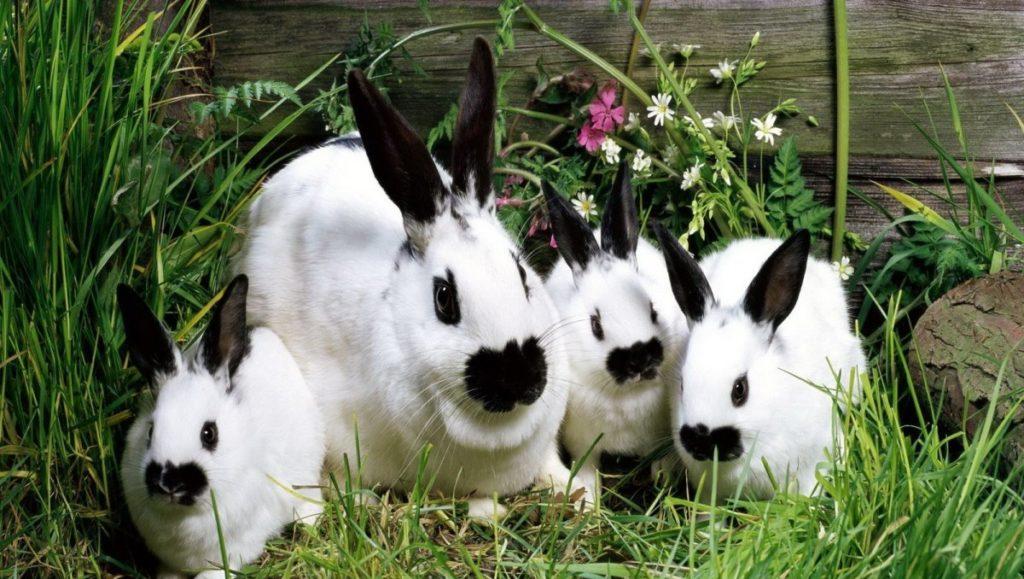 bellissimi conigli
