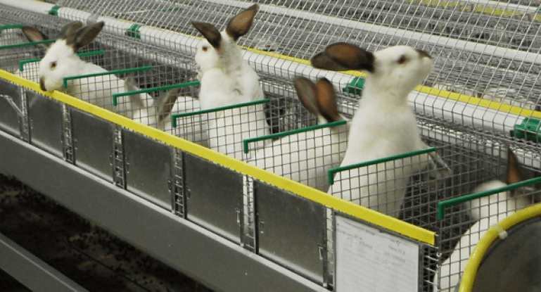 many rabbits