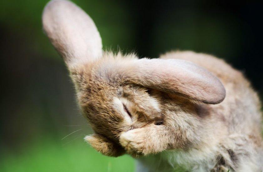 starnuto di coniglio