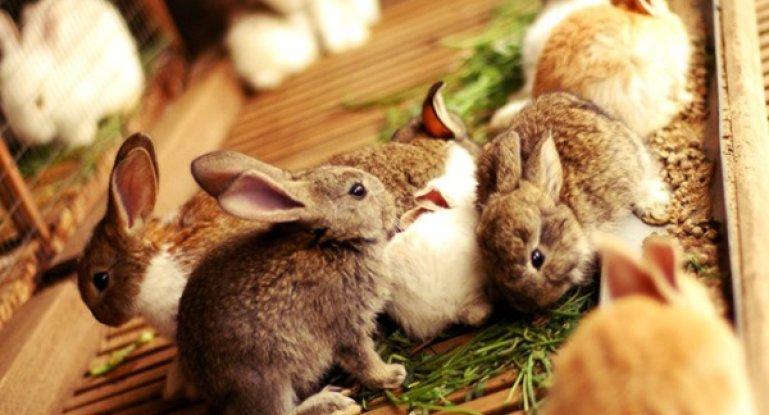 alimentando coelhos