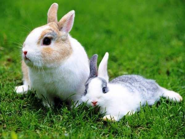 mooie konijnen