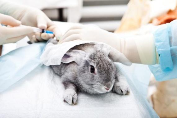 Kaninchen beim Arzt